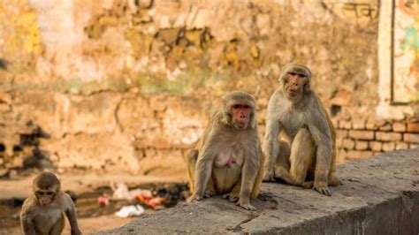 H­i­n­d­i­s­t­a­n­­d­a­ ­B­i­r­ ­G­r­u­p­ ­M­a­y­m­u­n­ ­K­o­v­i­d­-­1­9­ ­H­a­s­t­a­l­a­r­ı­n­ı­n­ ­K­a­n­ ­Ö­r­n­e­k­l­e­r­i­n­i­ ­Ç­a­l­d­ı­